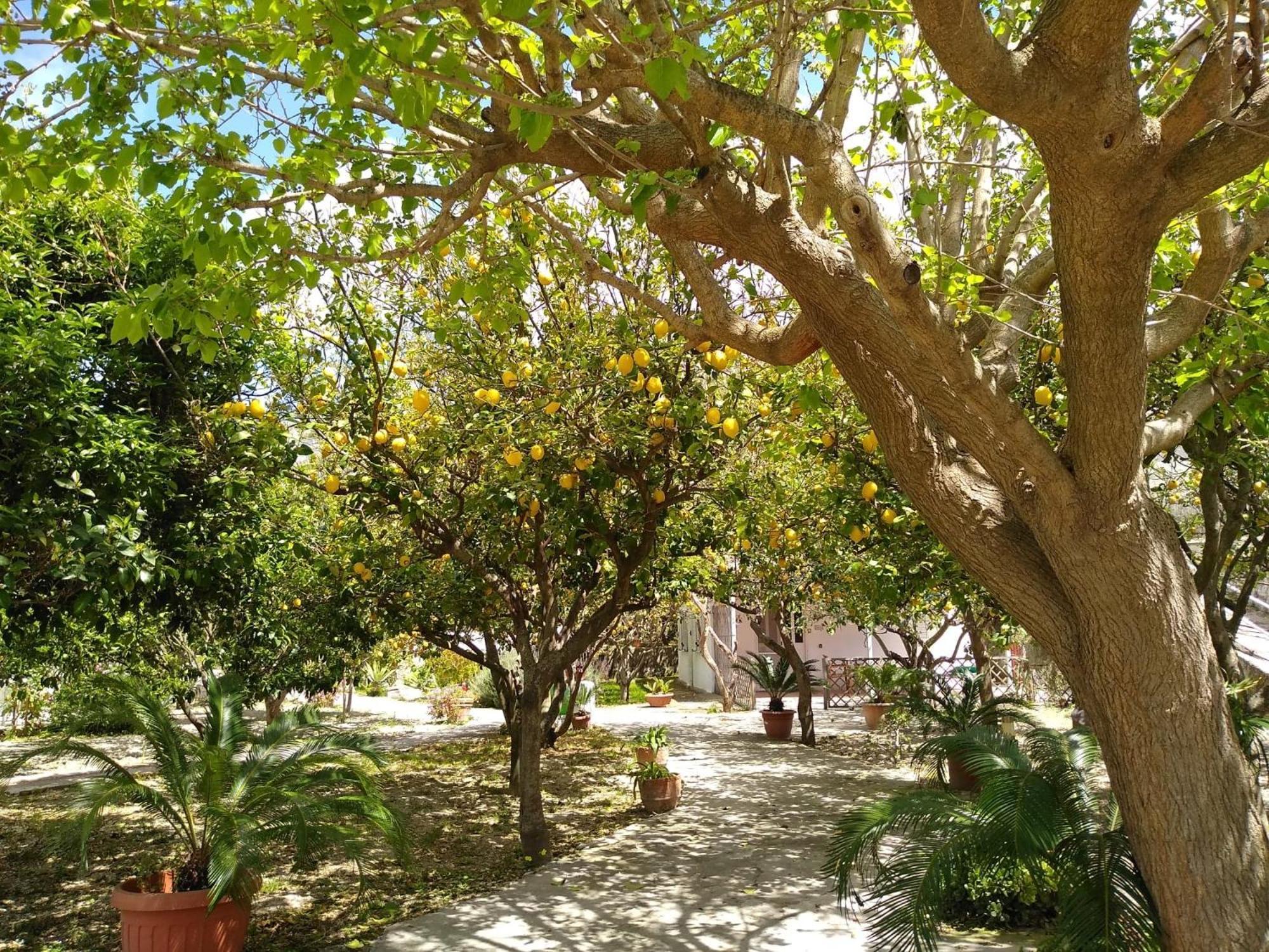 Residence Limoneto Ischia Forio di Ischia المظهر الخارجي الصورة