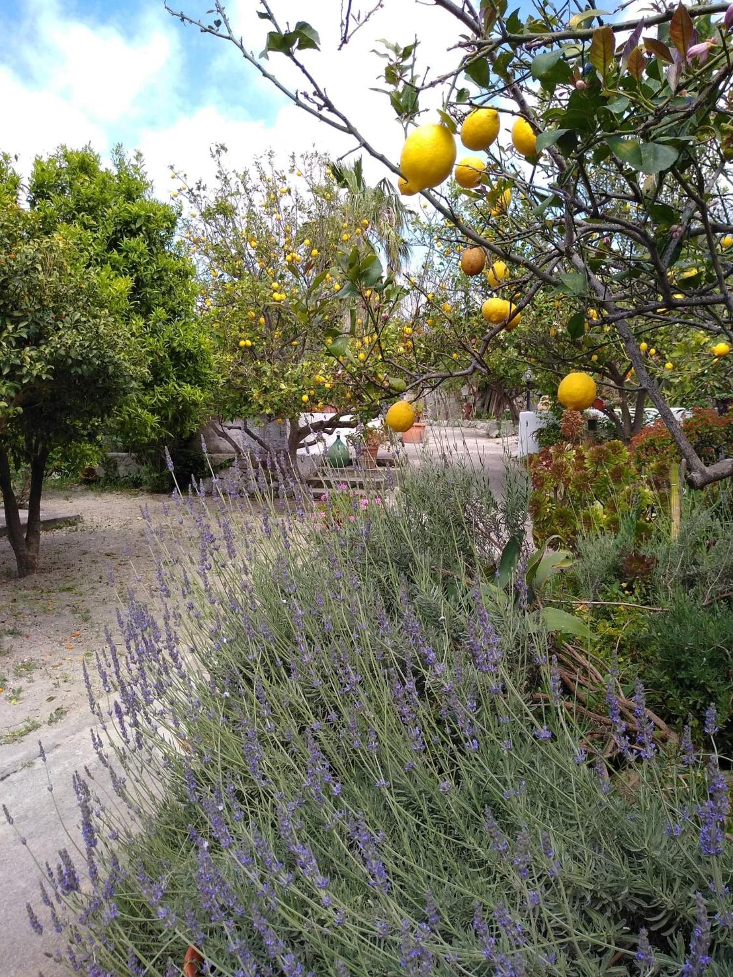 Residence Limoneto Ischia Forio di Ischia المظهر الخارجي الصورة