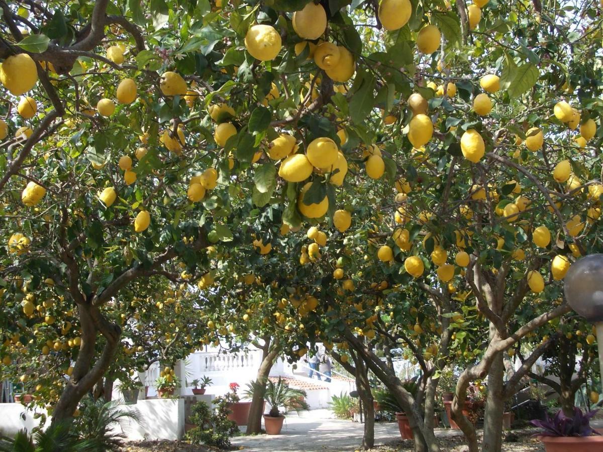 Residence Limoneto Ischia Forio di Ischia المظهر الخارجي الصورة