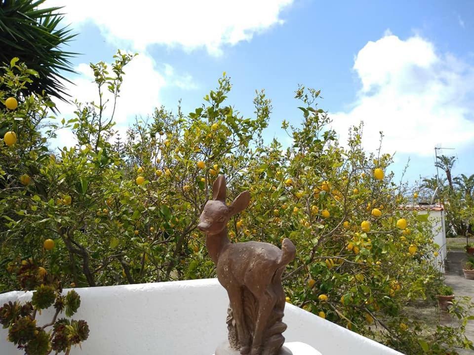 Residence Limoneto Ischia Forio di Ischia المظهر الخارجي الصورة