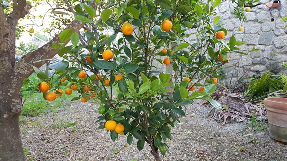 Residence Limoneto Ischia Forio di Ischia المظهر الخارجي الصورة